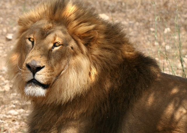  Magnifique lion 